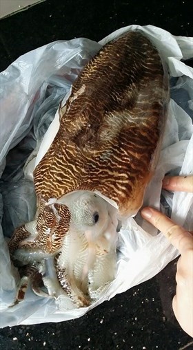 大墨魚兩吃（冰鎮墨魚身，沙嗲墨魚頭）